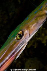 trumpet fish eye. by Cipriano (ripli) Gonzalez 